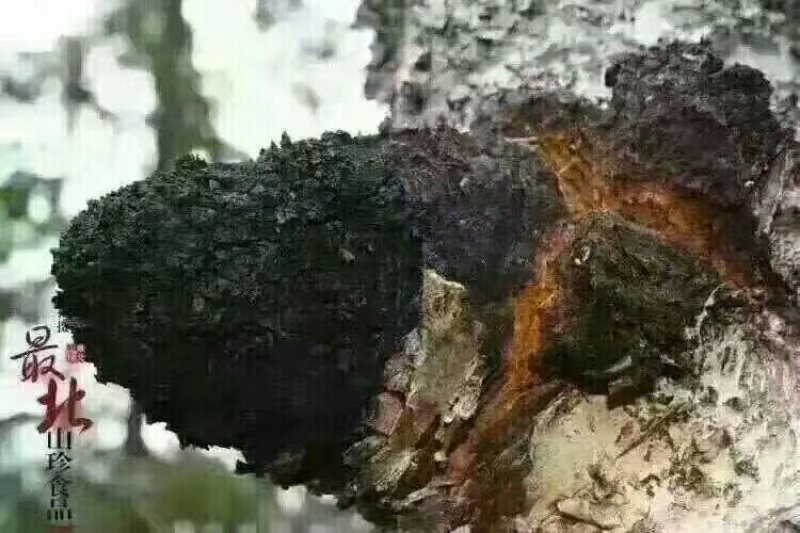 桦树茸