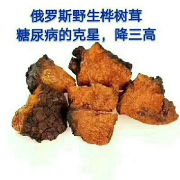 桦树茸