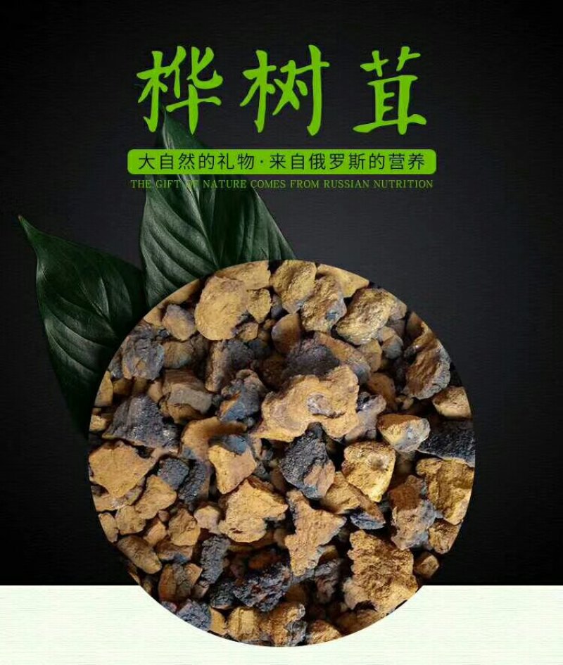 桦树茸