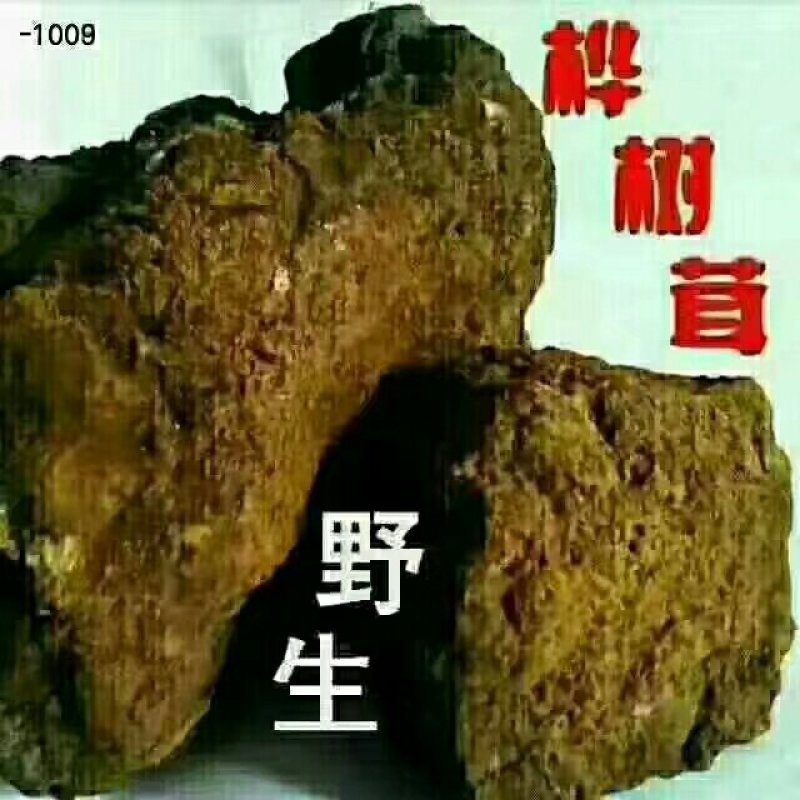 桦树茸