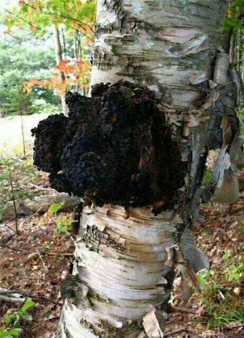 桦树茸