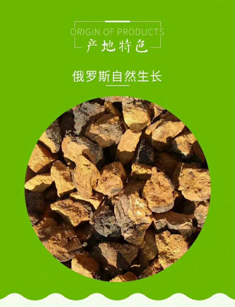 桦树茸