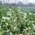 潘家湾蔬菜基地直供:早山地王黄心白菜、3~5斤