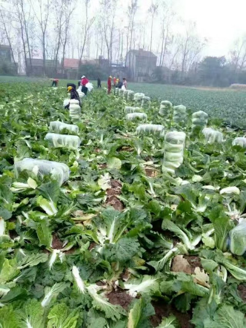 潘家湾蔬菜基地直供:早山地王黄心白菜、3~5斤