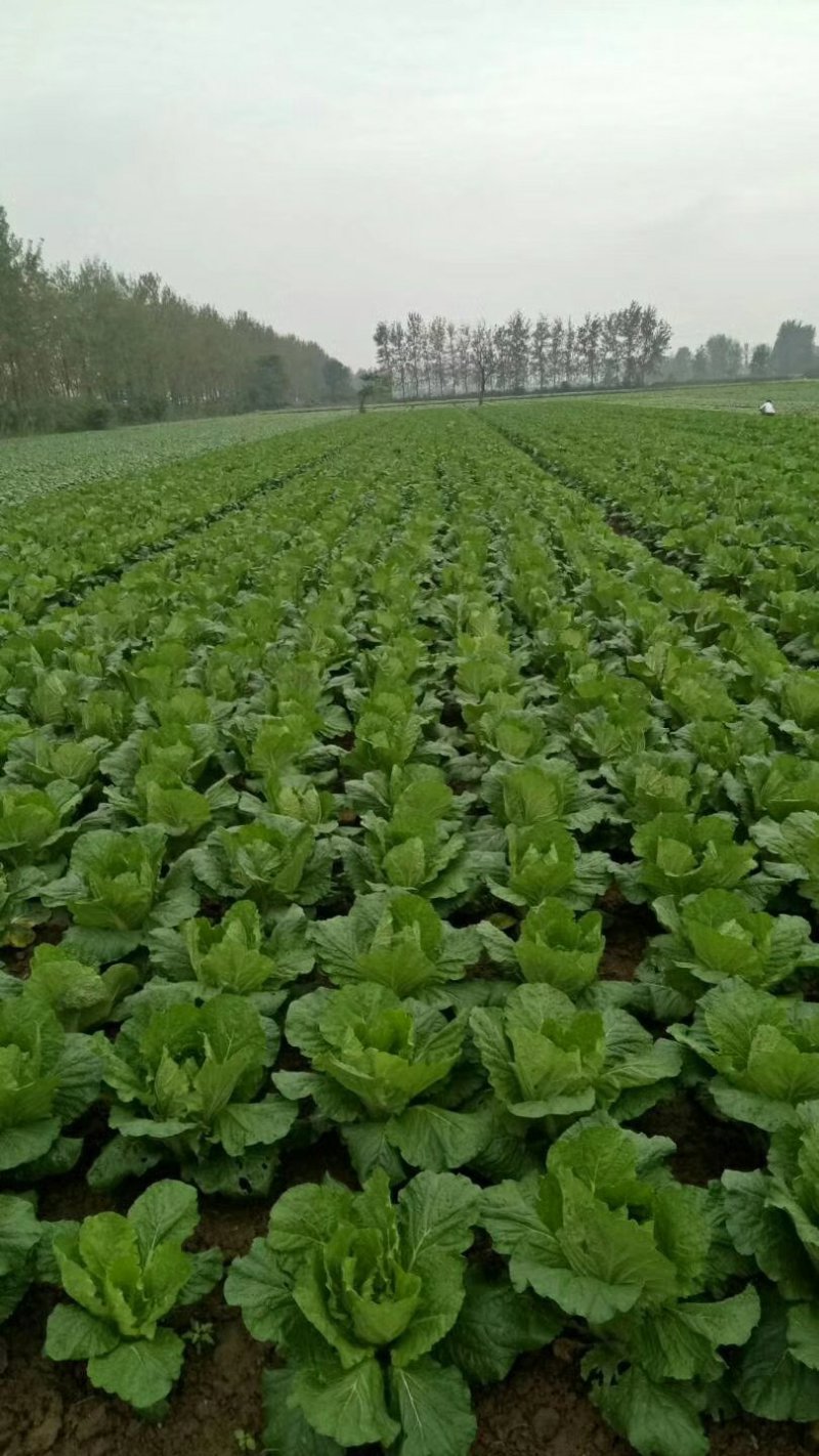 潘家湾蔬菜基地直供:早山地王黄心白菜、3~5斤