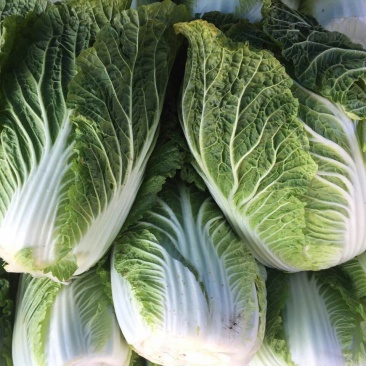张家口蔚县白菜黄心菜