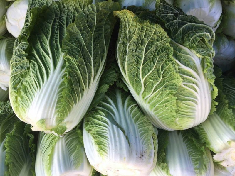 张家口蔚县白菜黄心菜