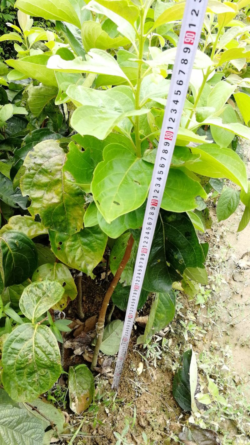 柿子树苗50~80cm嫁接苗