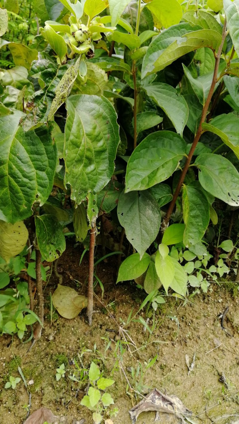 柿子树苗50~80cm嫁接苗