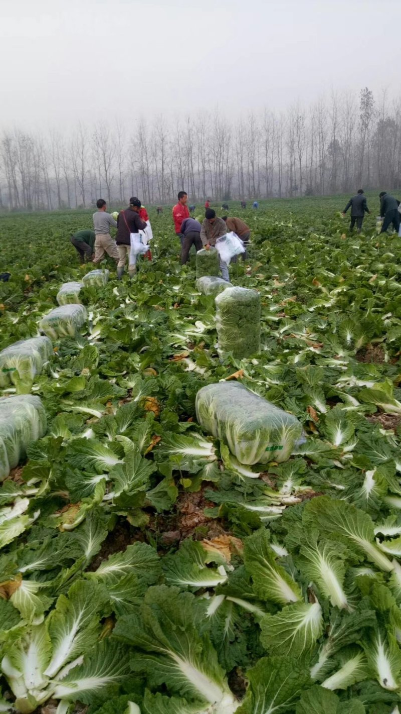 潘家湾蔬菜基地直供:早山地王黄心白菜、3~5斤