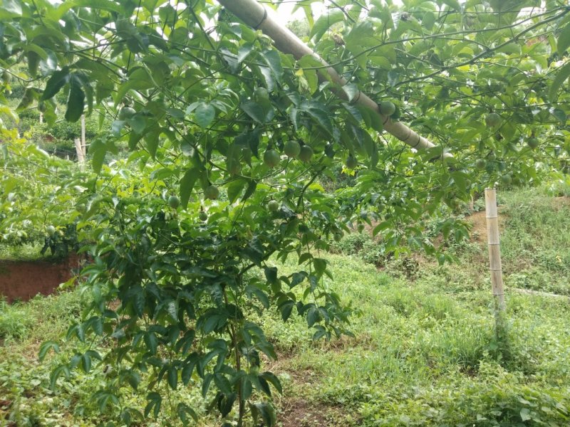 台农一号，来自赣南高山产区，具有独特的香味，口感甜酸