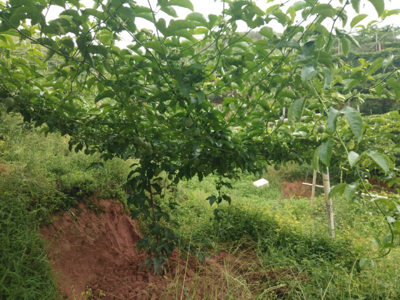 台农一号，来自赣南高山产区，具有独特的香味，口感甜酸
