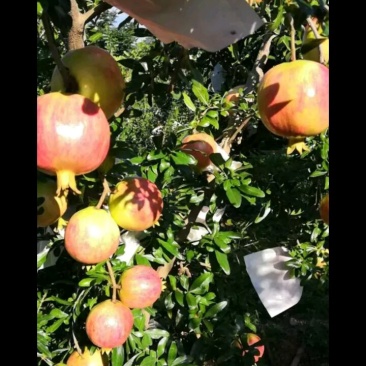 会理石榴，软籽石榴