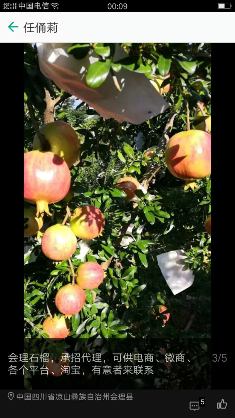 会理石榴，软籽石榴