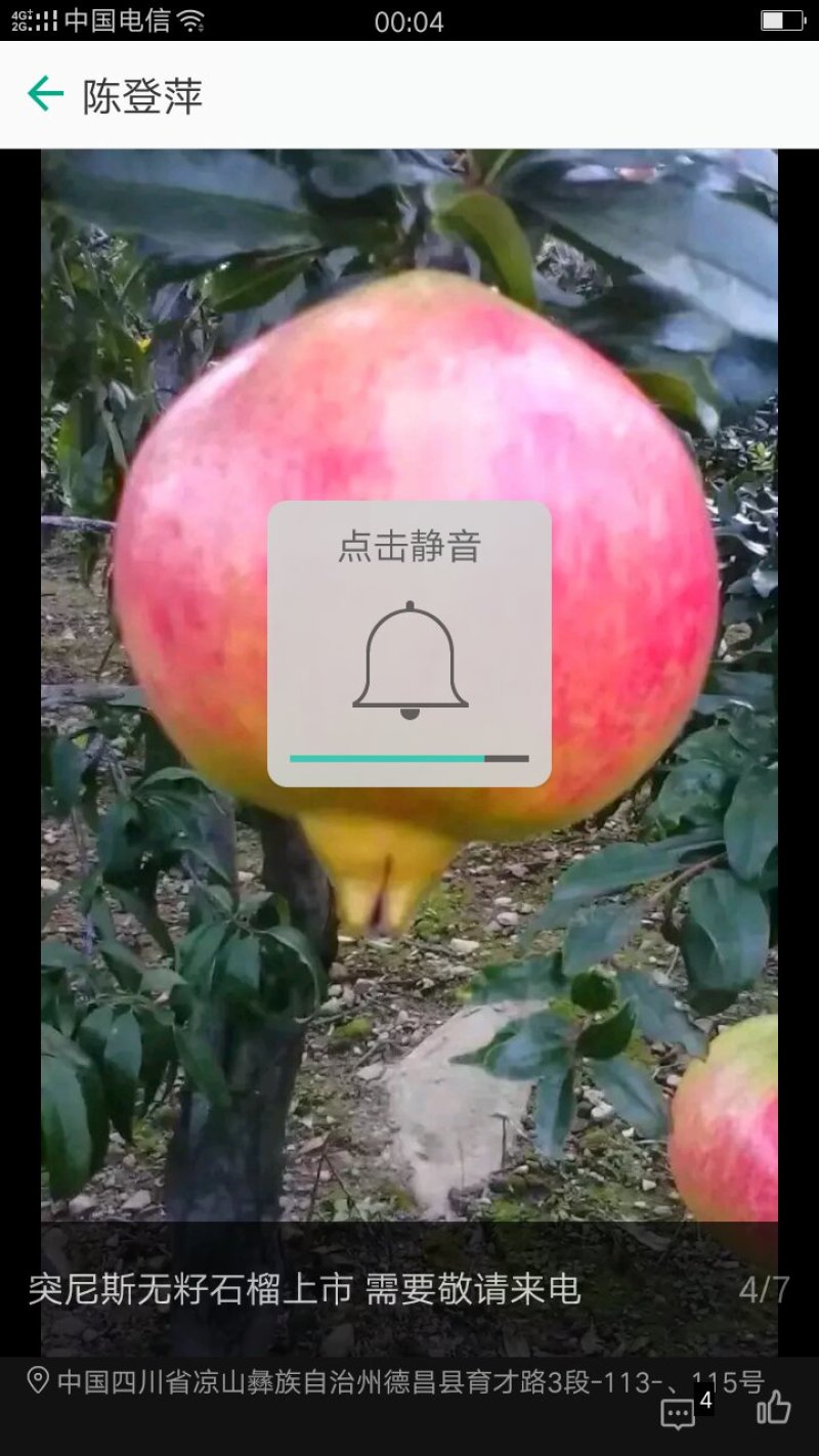 会理石榴，软籽石榴
