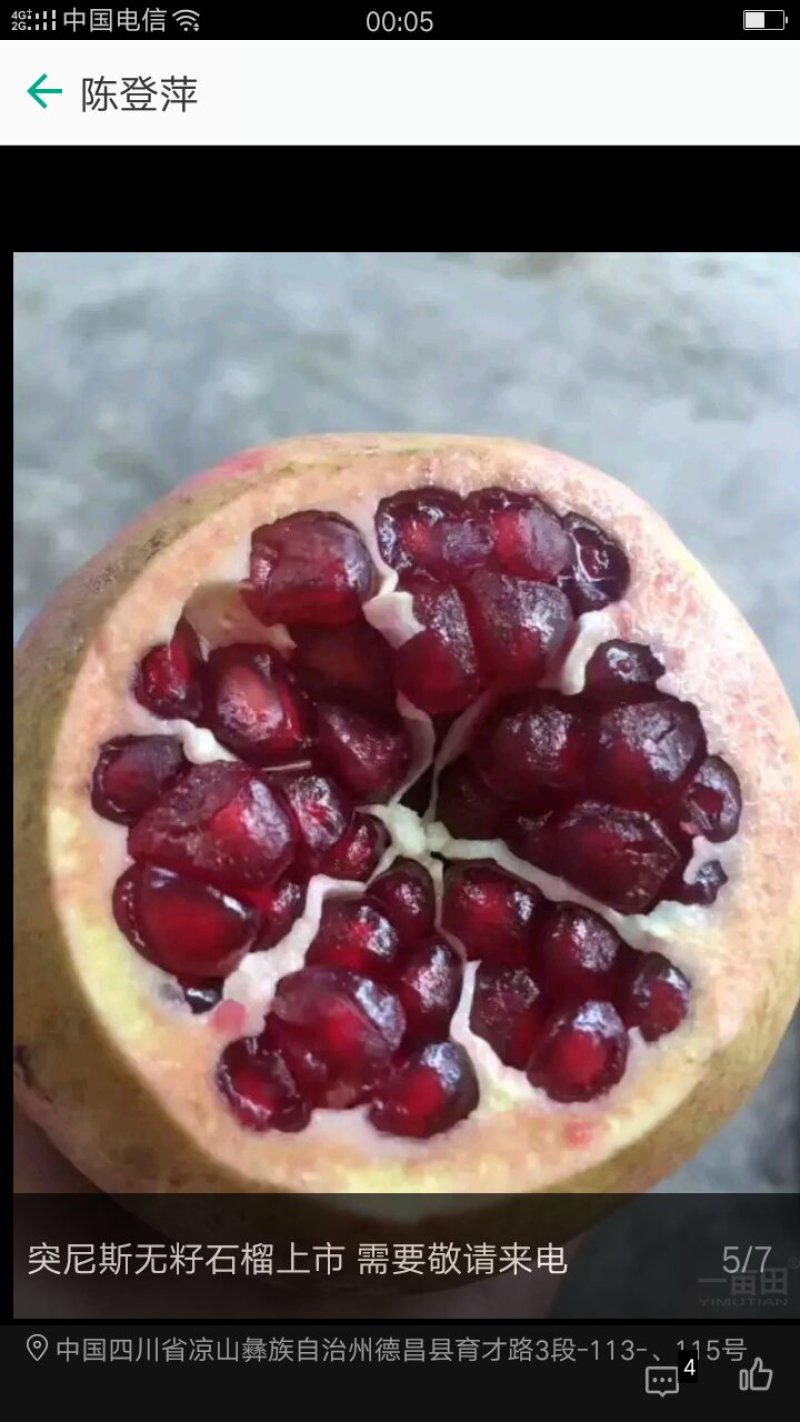 会理石榴，软籽石榴