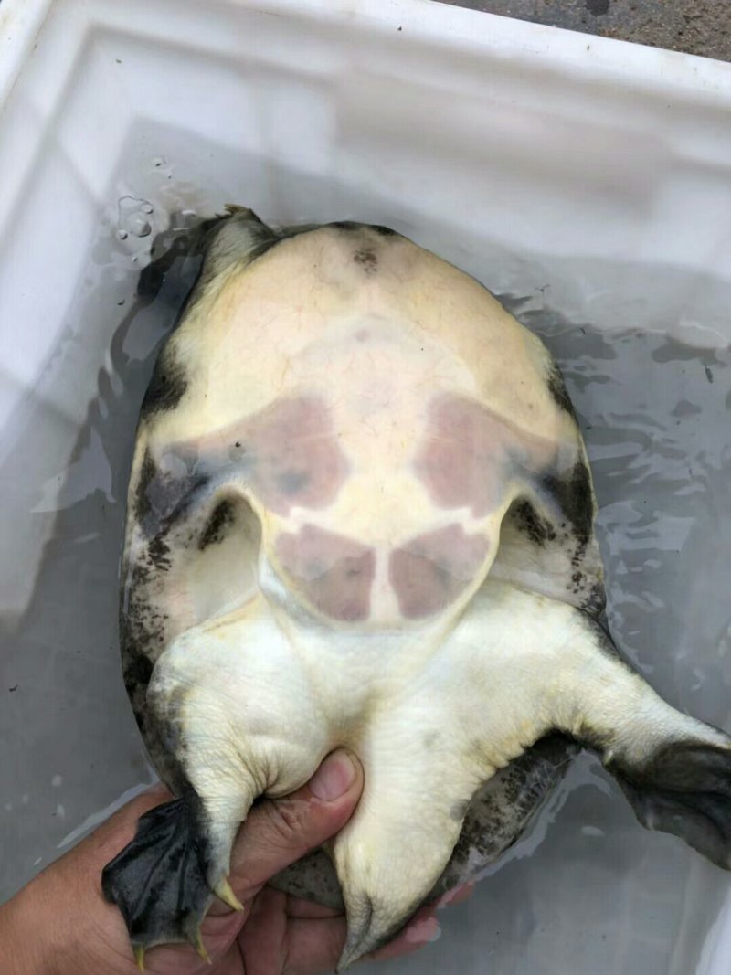 野生甲鱼