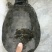 野生甲鱼