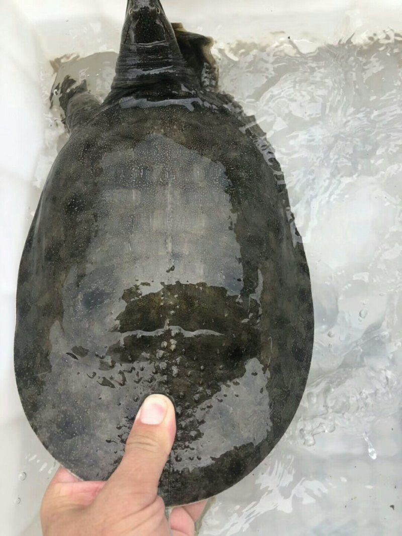 野生甲鱼