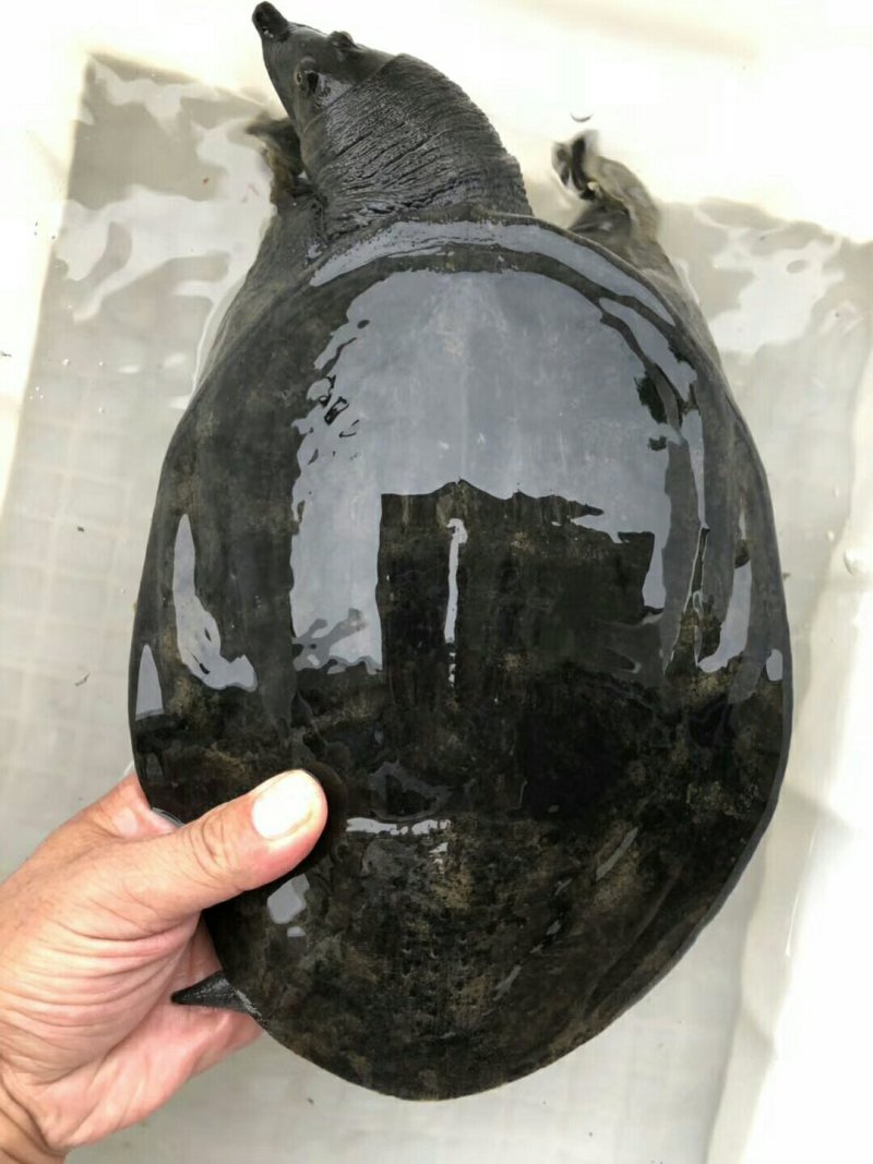 野生甲鱼