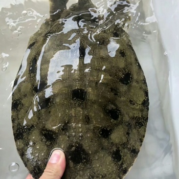 野生甲鱼