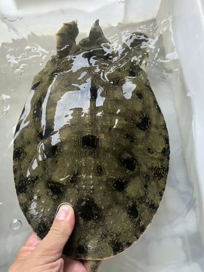 野生甲鱼