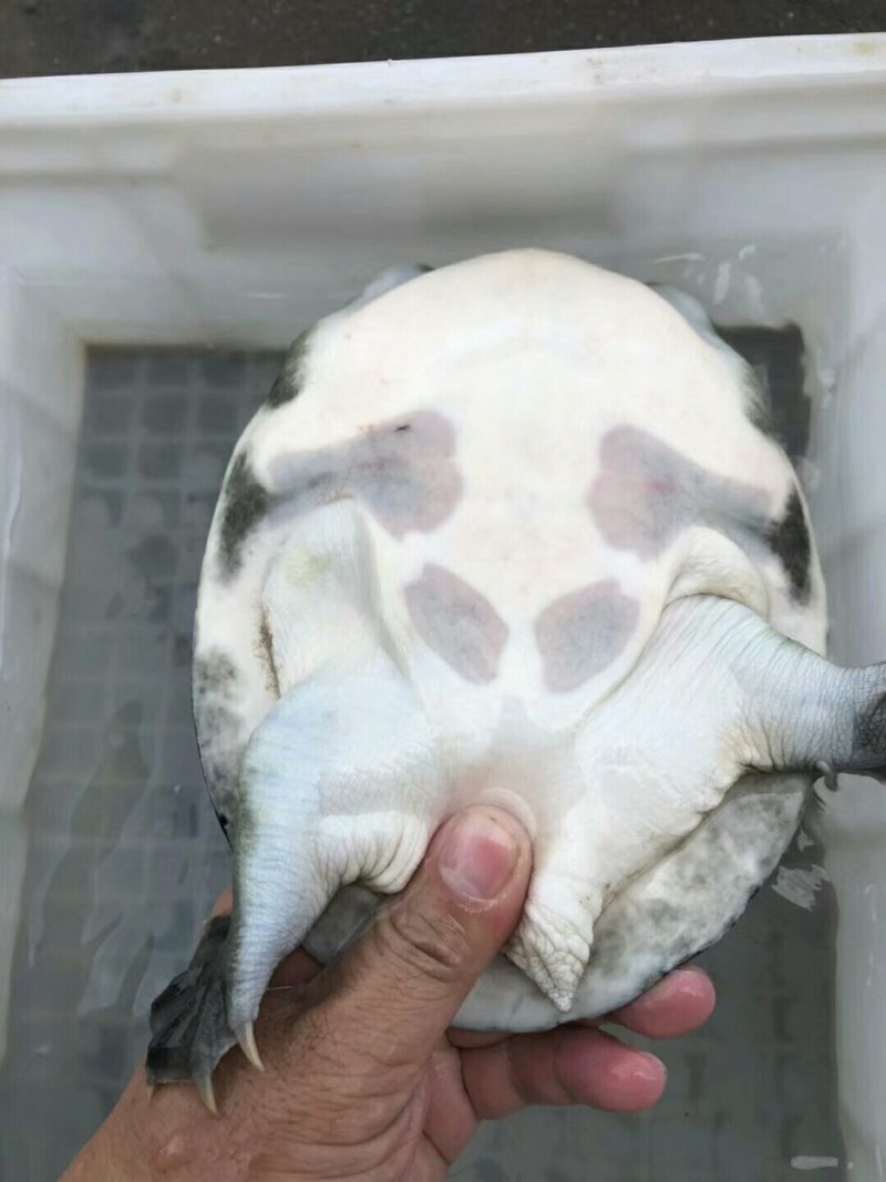 野生甲鱼