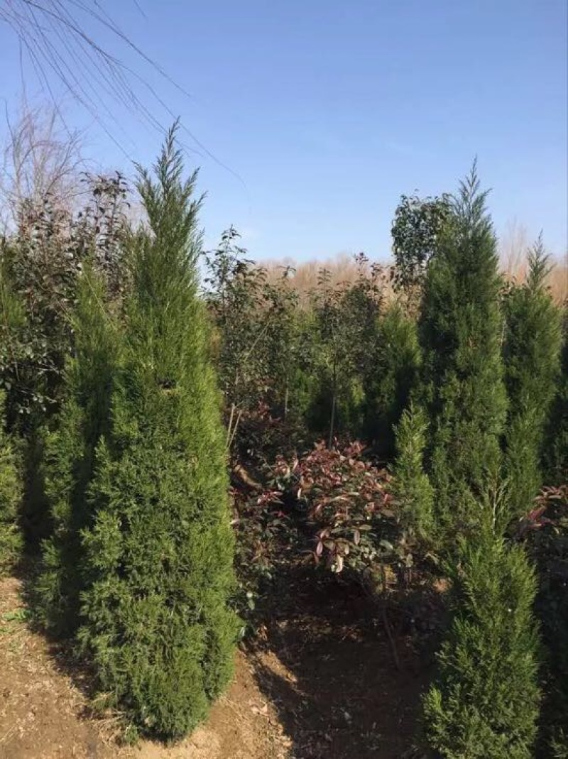 塔柏4米高度，2米塔柏，蜀侩价格，塔柏基地。