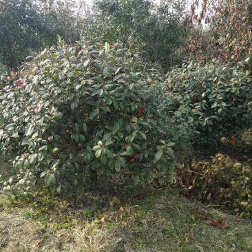 红叶石楠球价格，石楠树价格，红叶石楠价格
