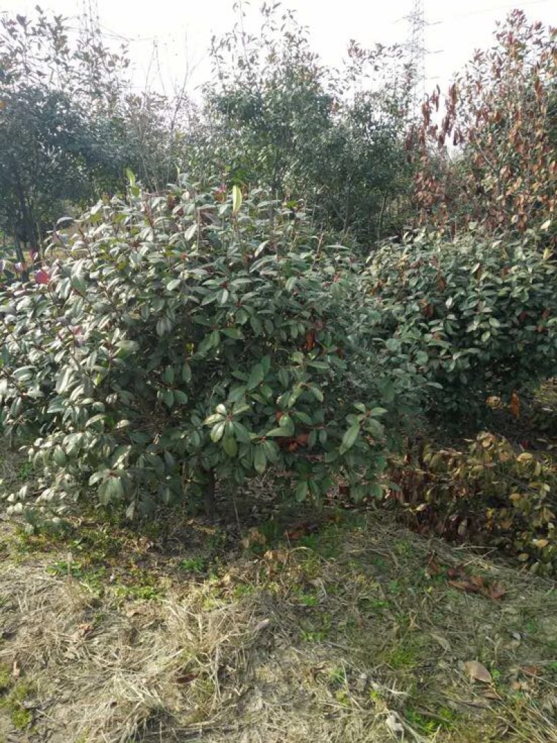 红叶石楠球价格，石楠树价格，红叶石楠价格