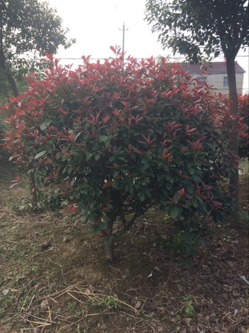 红叶石楠球价格，石楠树价格，红叶石楠价格