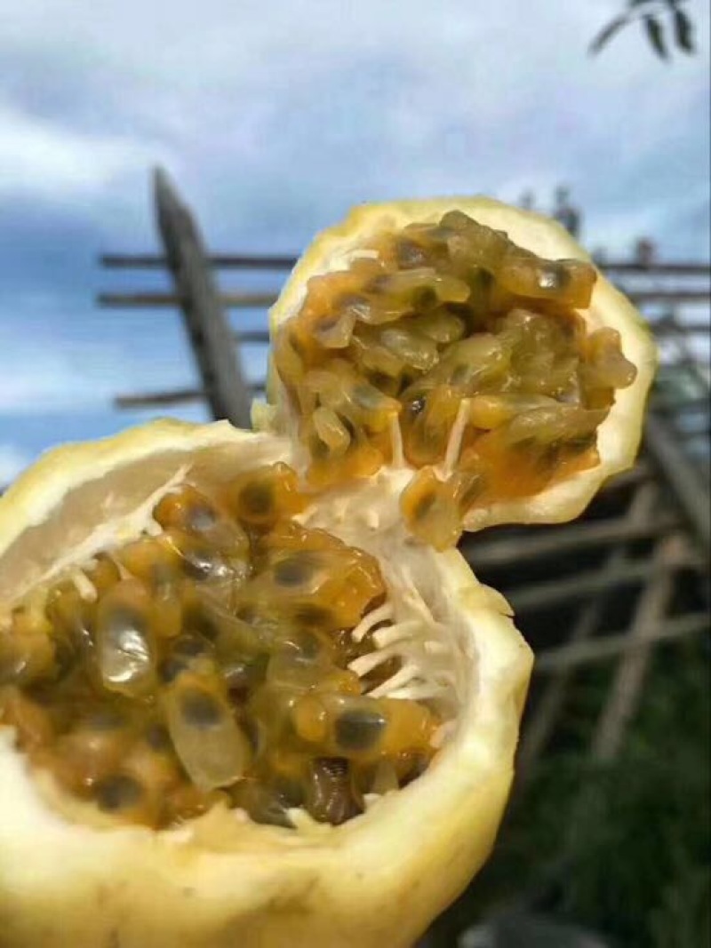 黄金百香果80~90g黄果
