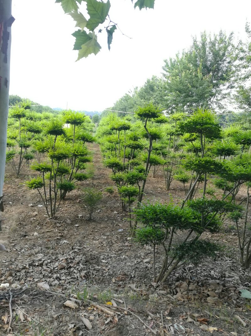 造型女贞树河南鄢陵万亩产区