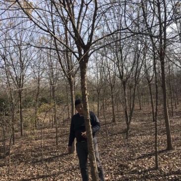 三角枫价格，枫树价格，三角枫基地，丛生三角枫价格