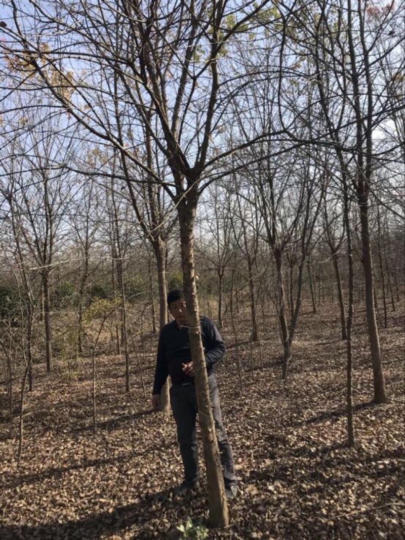 三角枫价格，枫树价格，三角枫基地，丛生三角枫价格