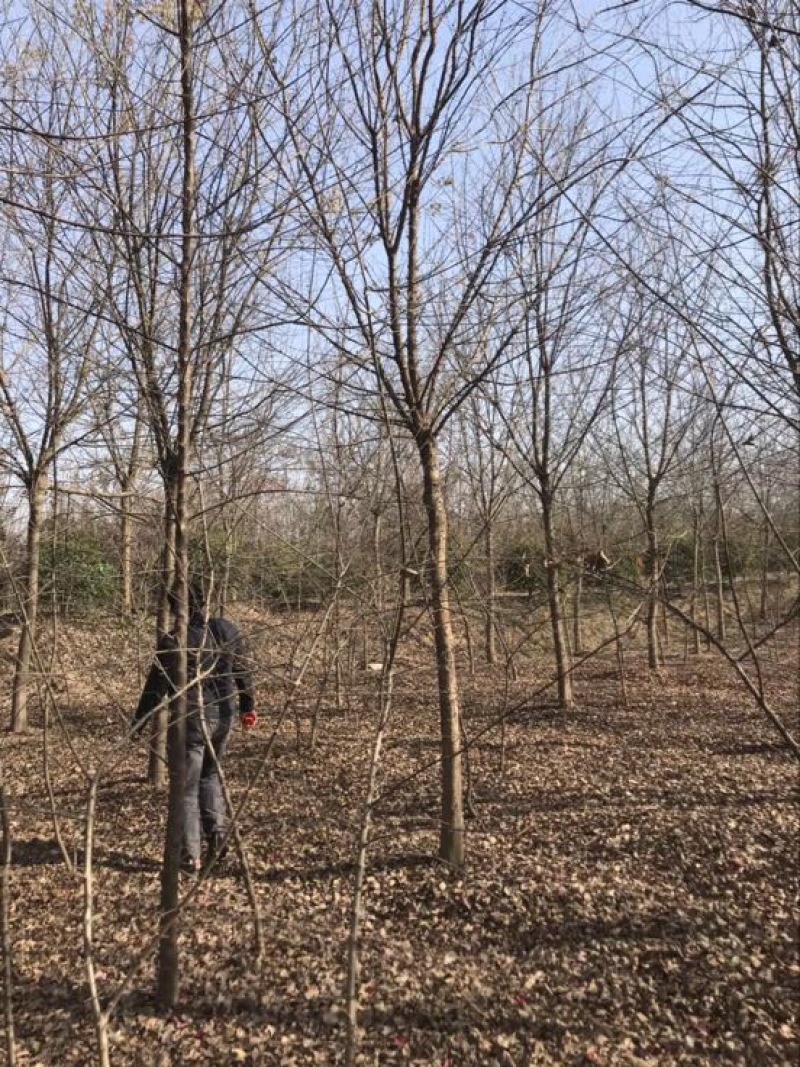 三角枫价格，枫树价格，三角枫基地，丛生三角枫价格