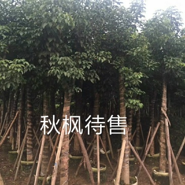 出售自家秋枫移植袋苗5-20分需要的老板联系