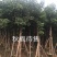 出售自家秋枫移植袋苗5-20分需要的老板联系