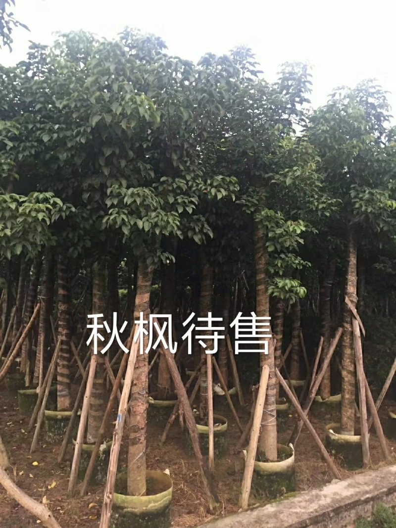 出售自家秋枫移植袋苗5-20分需要的老板联系