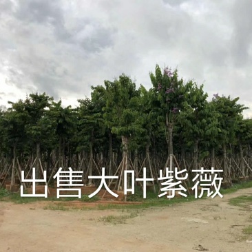 出售大叶紫薇移植袋苗5-15公分需要的老板联系