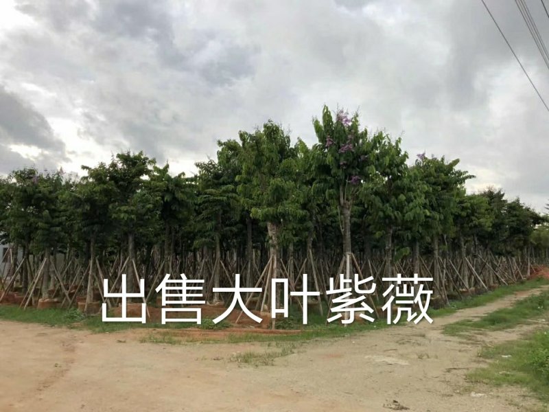 出售大叶紫薇移植袋苗5-15公分需要的老板联系