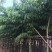 出售大叶紫薇移植袋苗5-15公分需要的老板联系