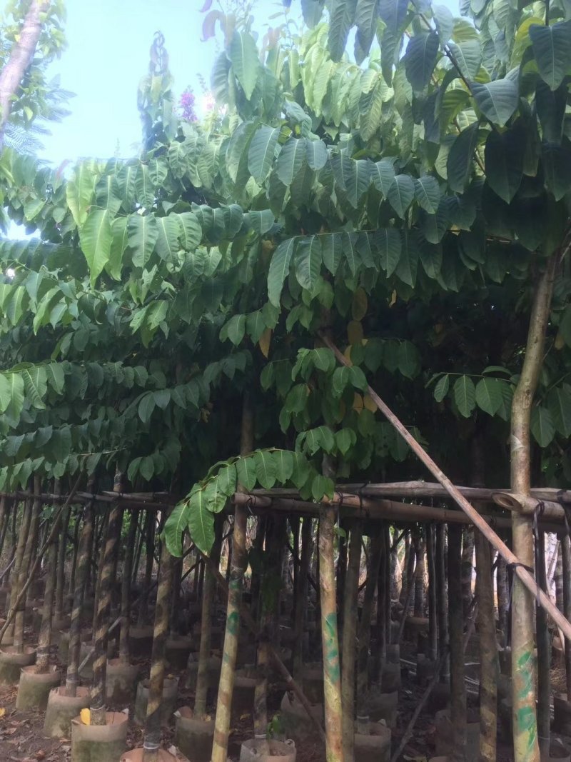 出售大叶紫薇移植袋苗5-15公分需要的老板联系