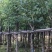 出售宫粉紫荆移植袋苗5-15公分需要的老板联系