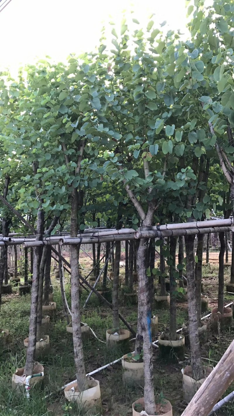 出售宫粉紫荆移植袋苗5-15公分需要的老板联系