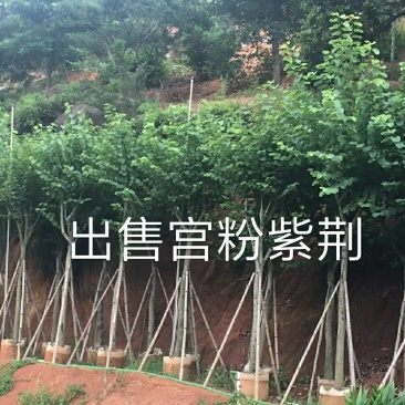 出售宫粉紫荆移植袋苗5-15公分需要的老板联系