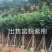 出售宫粉紫荆移植袋苗5-15公分需要的老板联系