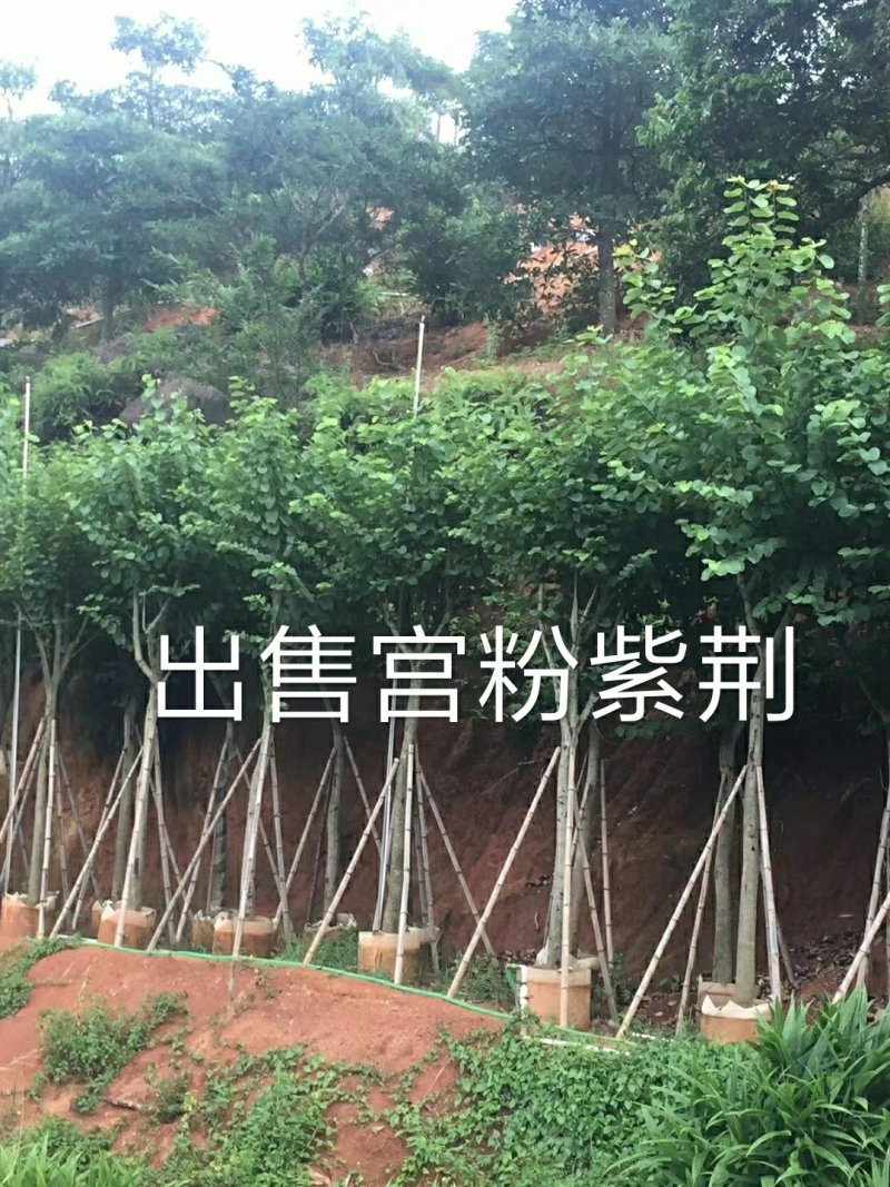 出售宫粉紫荆移植袋苗5-15公分需要的老板联系