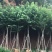 出售宫粉紫荆移植袋苗5-15公分需要的老板联系