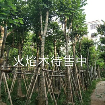 出售火焰木移植袋苗5-20公分需要的老板联系